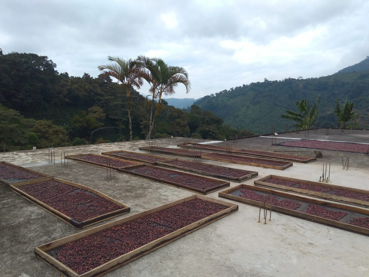 Colombia Jardines Del Eden - Coffee Deliveries - Sample Coffee Roasters